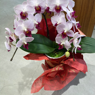 胡蝶蘭　小　ピンク