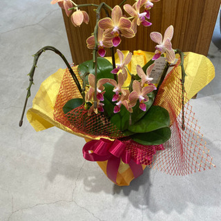 胡蝶蘭　小　
