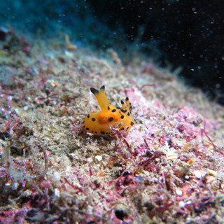 ダイビング始めませんか⁇🐠 - メンバー募集
