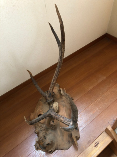 鹿の角・天然木台付き⭐️刀置き⭐️オブジェ⭐️約１２kg