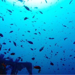 ダイビングやりましょう‼︎🐠 - 大田区