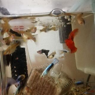 グッピー育ててくれる方の画像