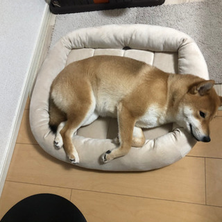 犬好きの人🤚