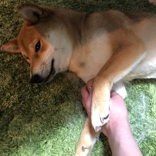 犬好きの人🤚 - 町田市