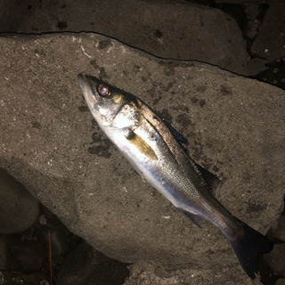 釣り仲間募集^_^