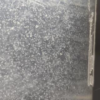 ゾウリムシ（餌）の画像