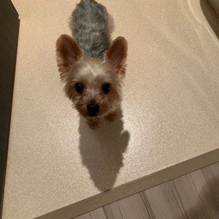ヨーキー7歳
