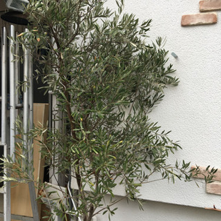 オリーブの木　植木鉢　庭木　高さ約2m 購入価格1.5万円