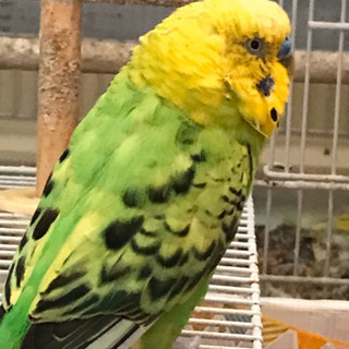 ピーちゃん逃げてしまった💦