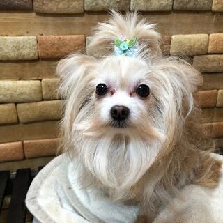 チワプーちゃん5才位の男の子です。おとなしめの性格でとても扱いやすくすぐに家族になれます。 - 三鷹市