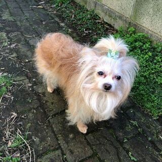 チワプーちゃん5才位の男の子です。おとなしめの性格でとても扱いやすくすぐに家族になれます。 - 犬