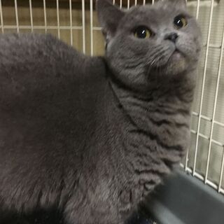 シャルトリュー　ふっくらでとても人懐っこい♪成猫♪