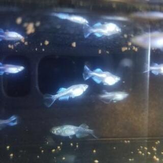 ドラゴンブルーメダカ 稚魚・若魚