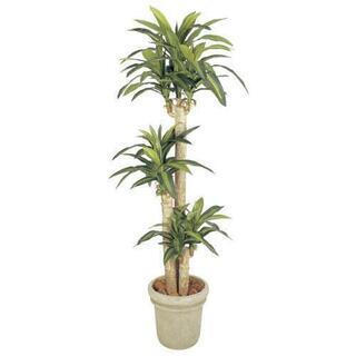 観葉植物ください。