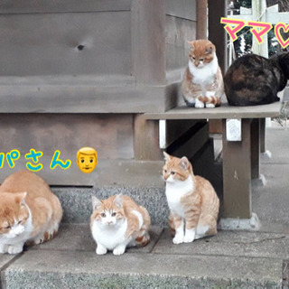 地域猫捕獲の為、捕獲器を探しております！①