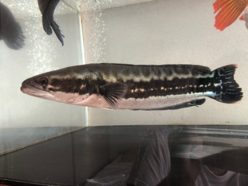 ジャンビ産　レッドスネークヘッド 約45cm→50cm