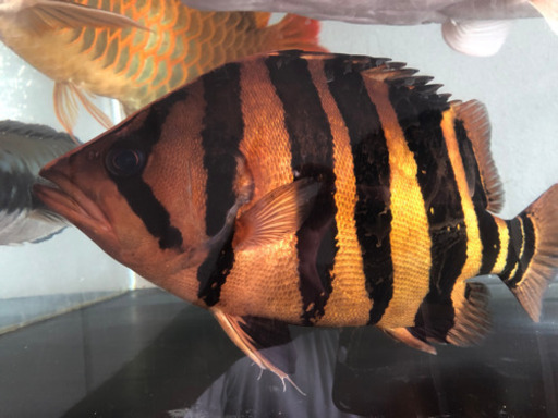 超極上　ダトニオ プラスワン　37cm