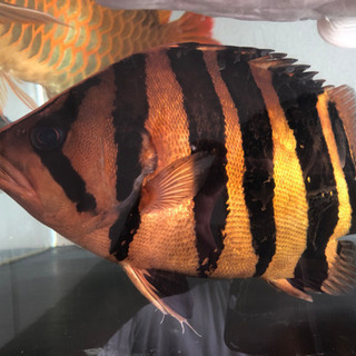 超極上　ダトニオ プラスワン　37cmの画像