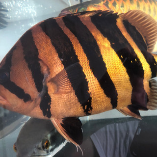 超極上　ダトニオ プラスワン　37cmの画像