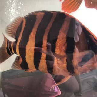 超極上　ダトニオ プラスワン　37cmの画像