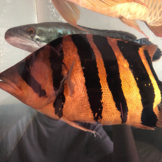 超極上　ダトニオ プラスワン　37cmの画像