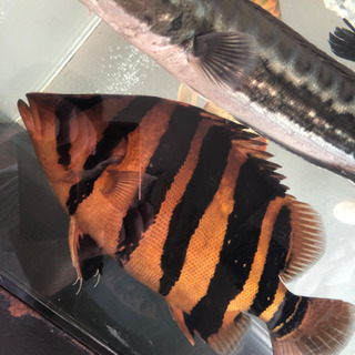 超極上　ダトニオ プラスワン　37cmの画像