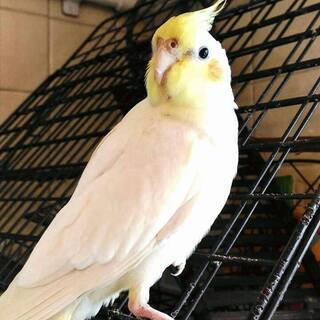 オカメインコを探しています