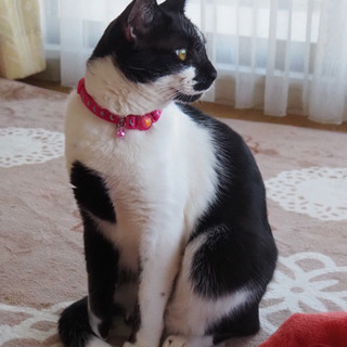 黒白猫(1〜2歳)里親様募集🎵元気すぎる🐾甘えん坊