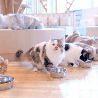 猫カフェMOCHA　接客スタッフ【中高年歓迎】の画像