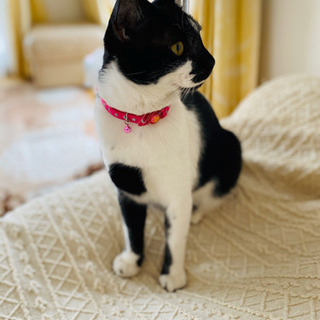 再募集です！人が大好き✨な構ってちゃん。黒白猫です🐾