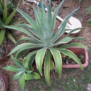 アガベセット　アテナータ(小株付き)　観葉植物の画像