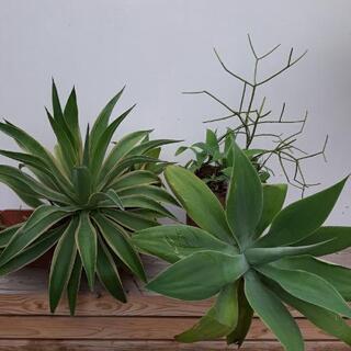 アガベセット　アテナータ(小株付き)　観葉植物
