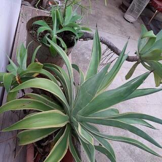 アガベセット　アテナータ(小株付き)　観葉植物の画像