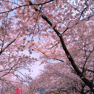 井手町　桜横丁2020 - 綴喜郡
