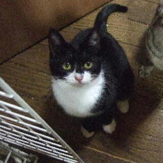 飼い主さん亡くなり