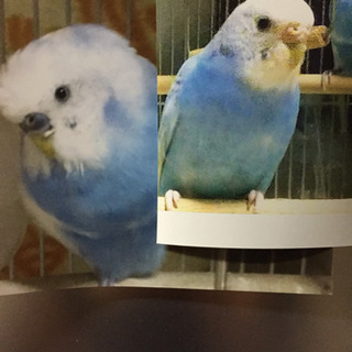 亀戸 青いセキセイインコ探しています