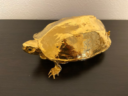 ✨金のカメ✨