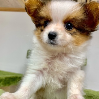 仔犬パピヨン女の子里親さん募集中