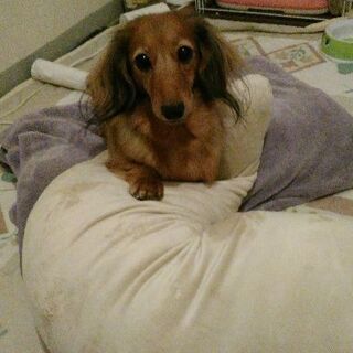 大切に育ててくれる里親さんを募集します。10歳女の子