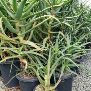 大好評　ガーデニング　万能植物　キダチアロエ　残り少なくなりました。の画像