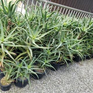 大好評　ガーデニング　万能植物　キダチアロエ　残り少なくなりました。