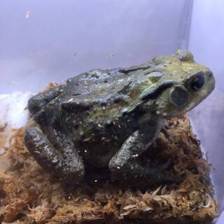 アズマヒキガエル　約14cm カエルの画像