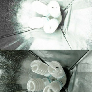 【値下げ交渉可能】みどりの季 5500K 1個1500円(6個在庫あり)の画像