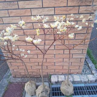 ★ミツマタ(黄色) 高さ約1.2m