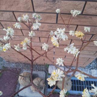 ★ミツマタ(黄色) 高さ約1.2mの画像