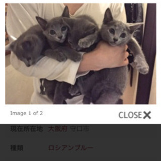 ロシアンブルー友達［メッセージでメール下さい］ - 名古屋市