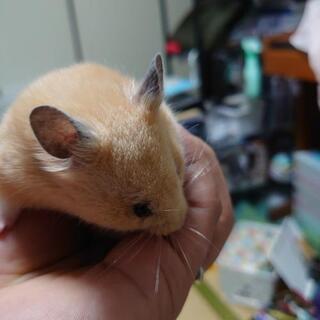 ゴールデンハムスター