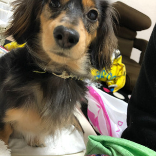 里親さん募集 − 奈良県