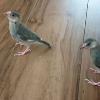 生後２ケ月の文鳥です