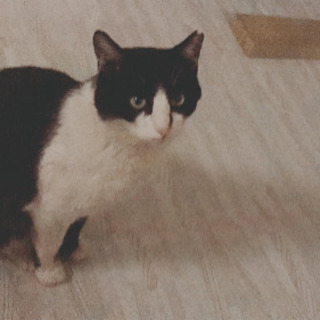 里親さん決まりました！人慣れしているハチワレのはっちゃん
